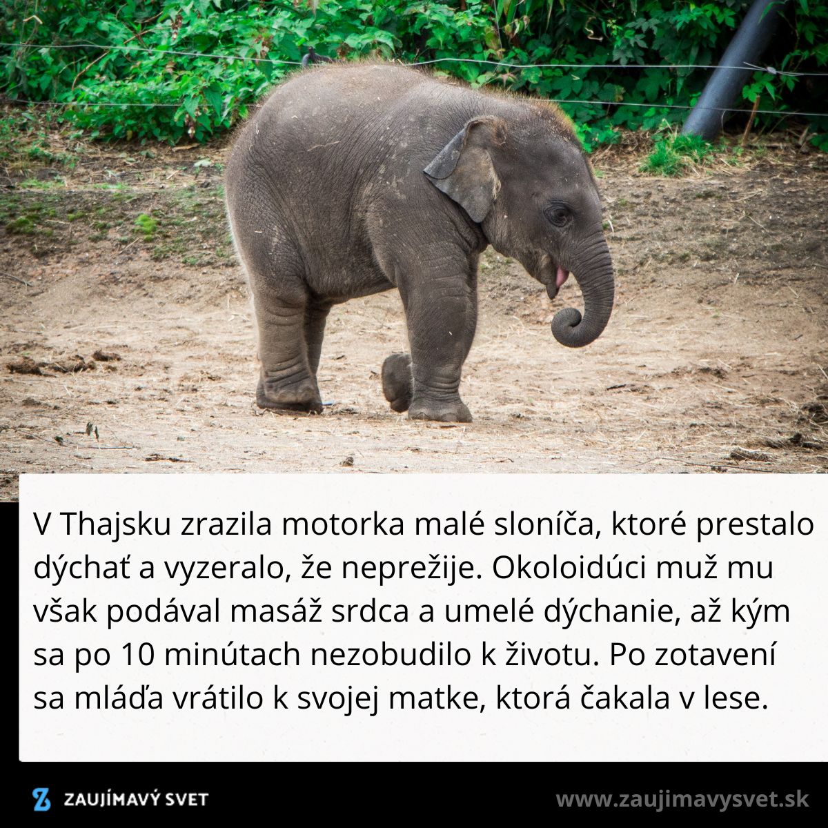 Malé sloníča v Thajsku, oživené po nehode motorky, sa vracia k matke po úspešnej resuscitácii.