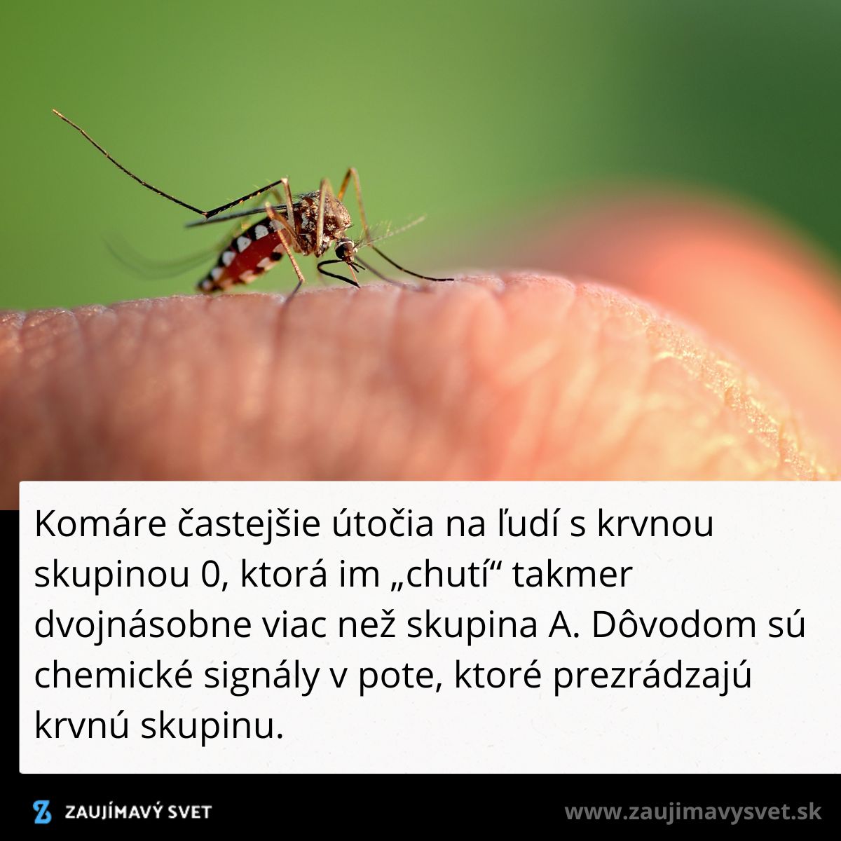 Komár na pokožke človeka v detailnom zábere, informatívny text o preferenciách útokov podľa krvnej skupiny.