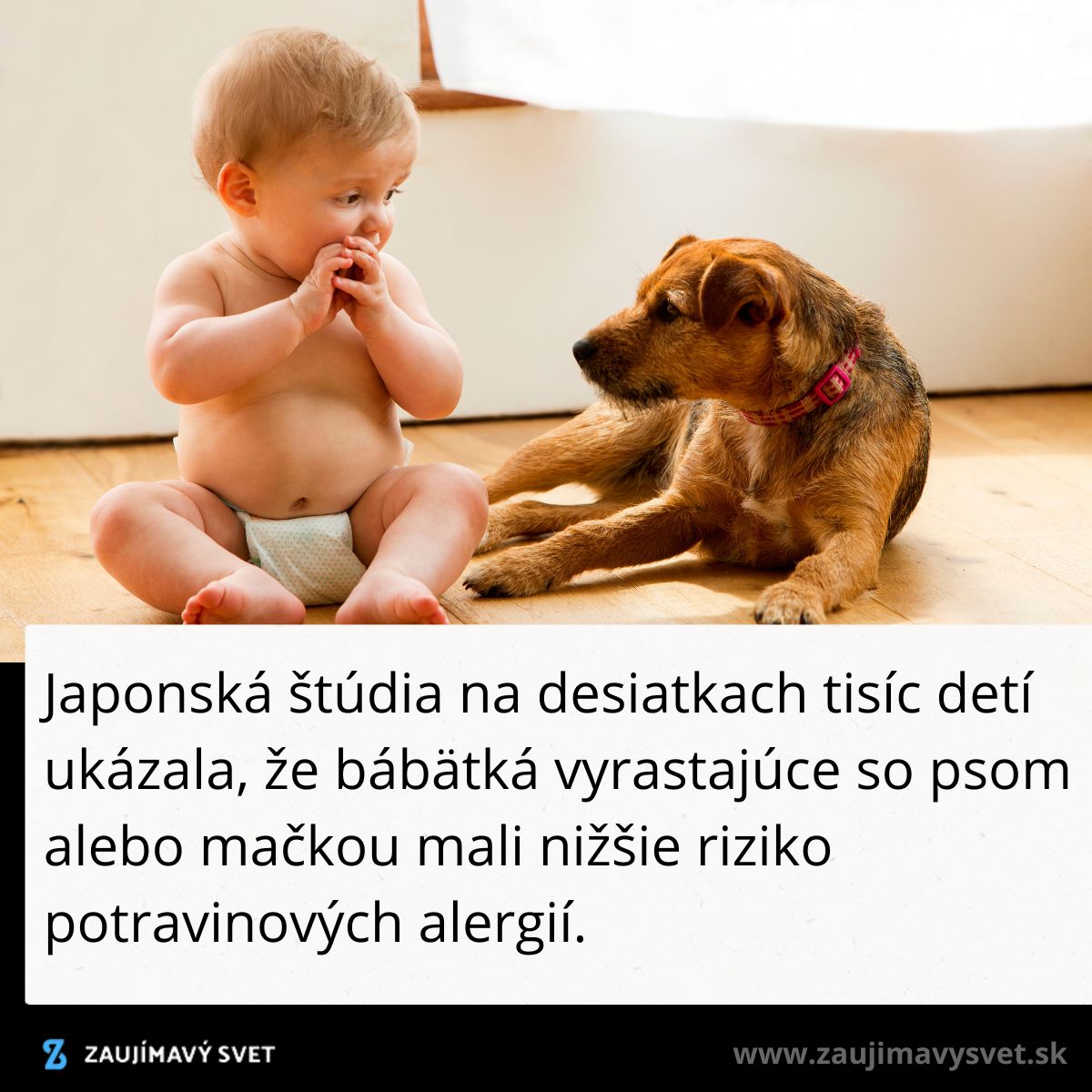 Dieťa sa hrá so psom na podlahe, japonská štúdia naznačuje nižšie riziko alergií u detí vyrastajúcich s domácimi zvieratami.