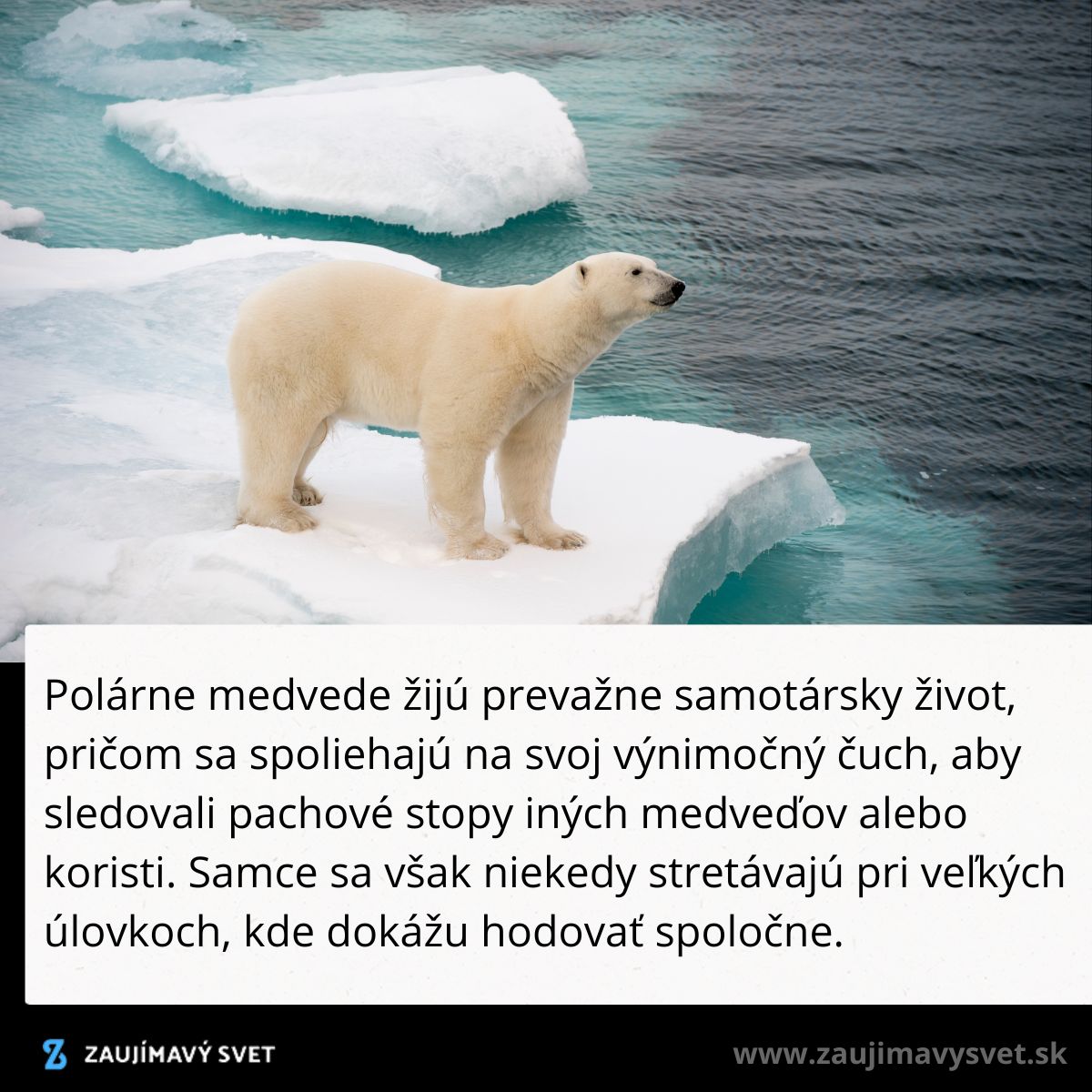 Polárny medveď stojí na ľadovej kryhe uprostred arktického oceánu.