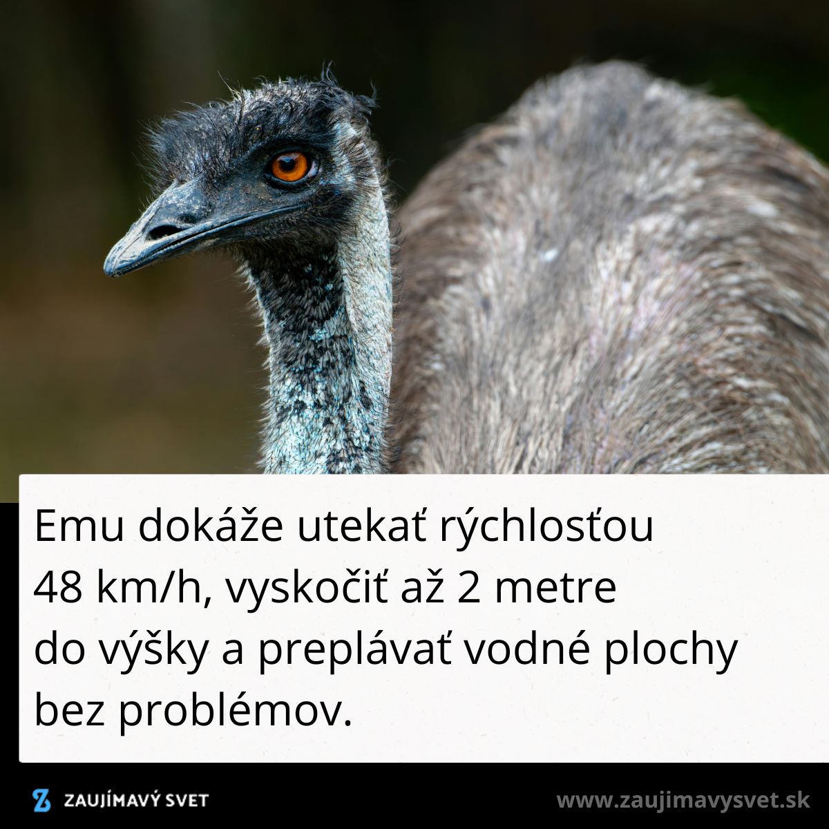 Emu na obrázku je schopný behať rýchlosťou 48 km/h a vyskočiť do výšky 2 metrov.