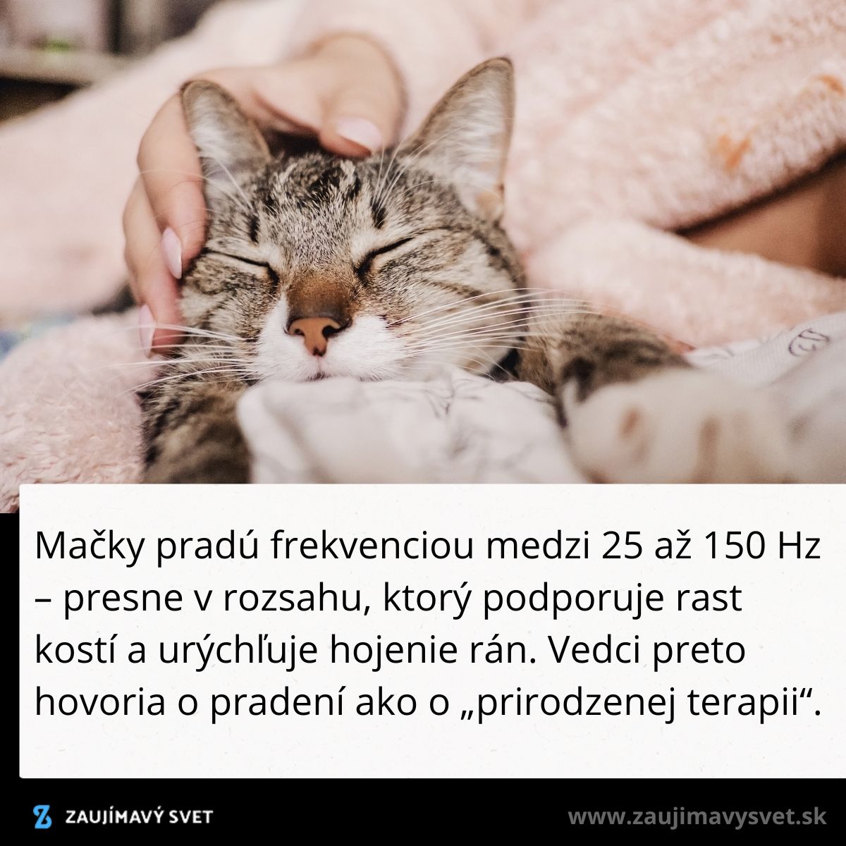 Mačka spokojne leží, je hladkaná a pradie, čo má terapeutické účinky na hojenie a regeneráciu kostí.