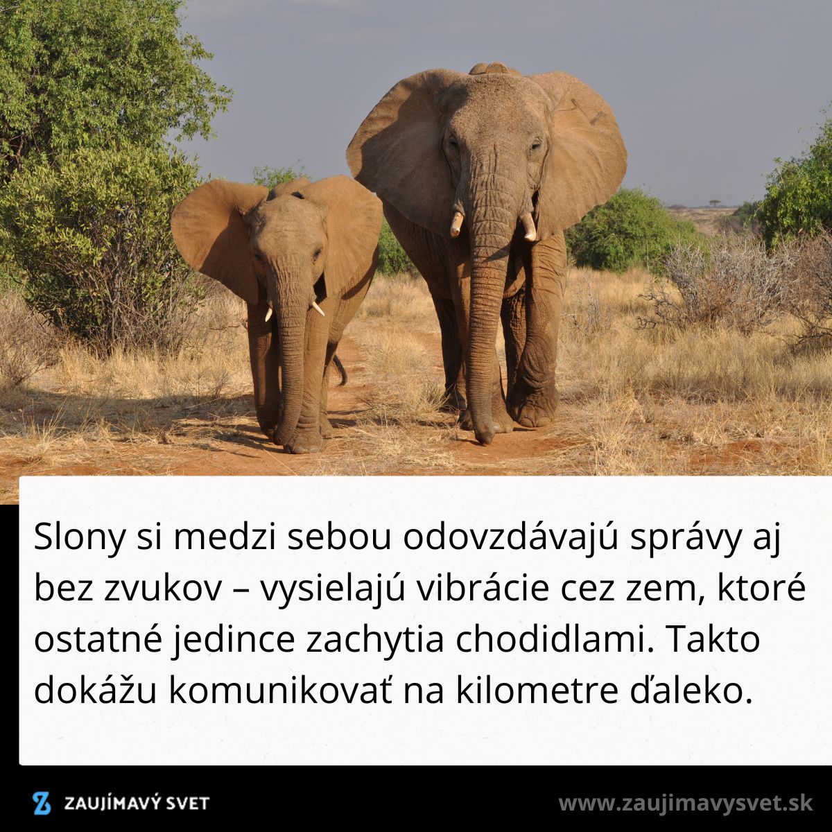 Dospelý a mláďa slona kráčajú po savane obklopenej vegetáciou pri komunikácii vibráciami.