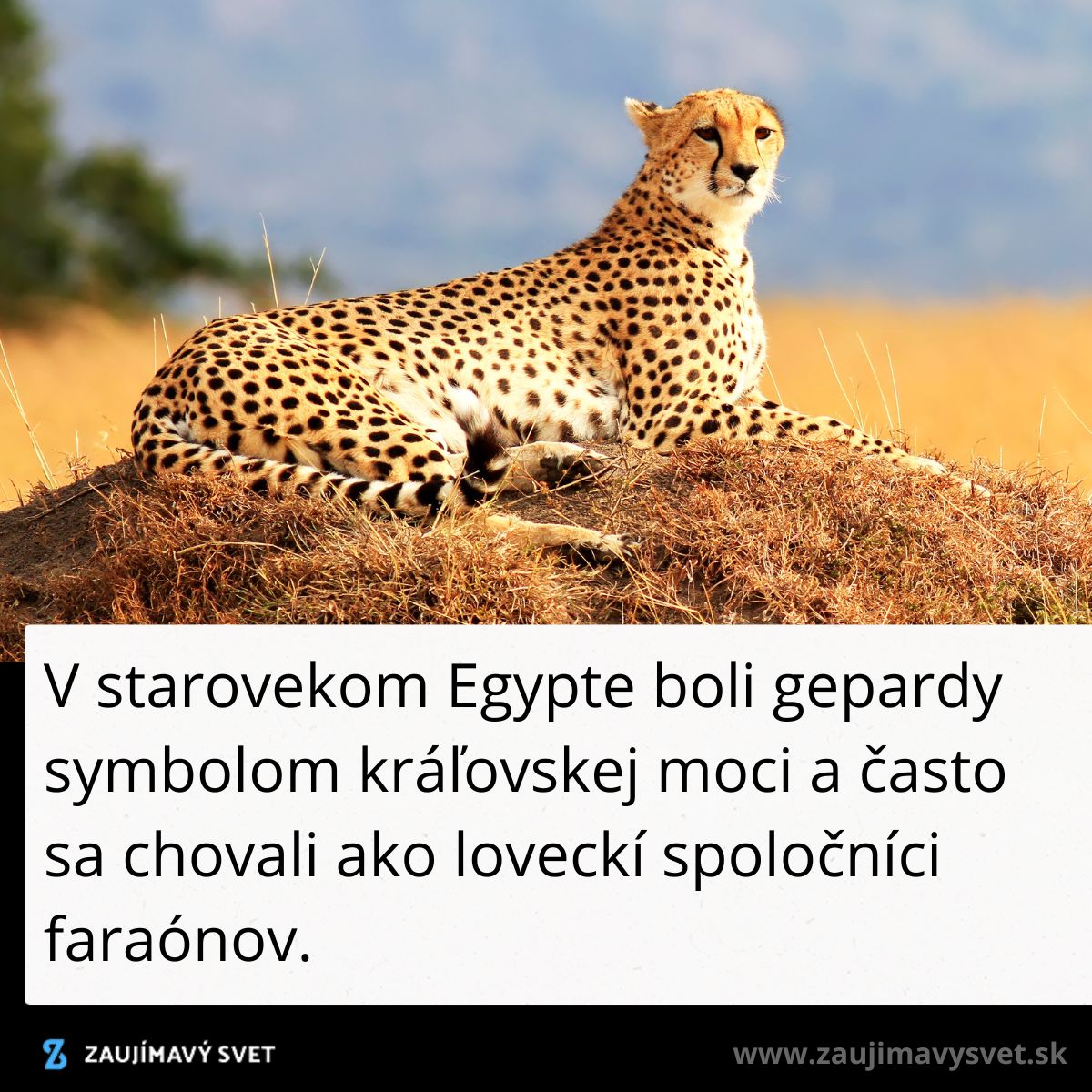 Gepard ležiaci na tráve v savane; symbol kráľovskej moci v starovekom Egypte.
