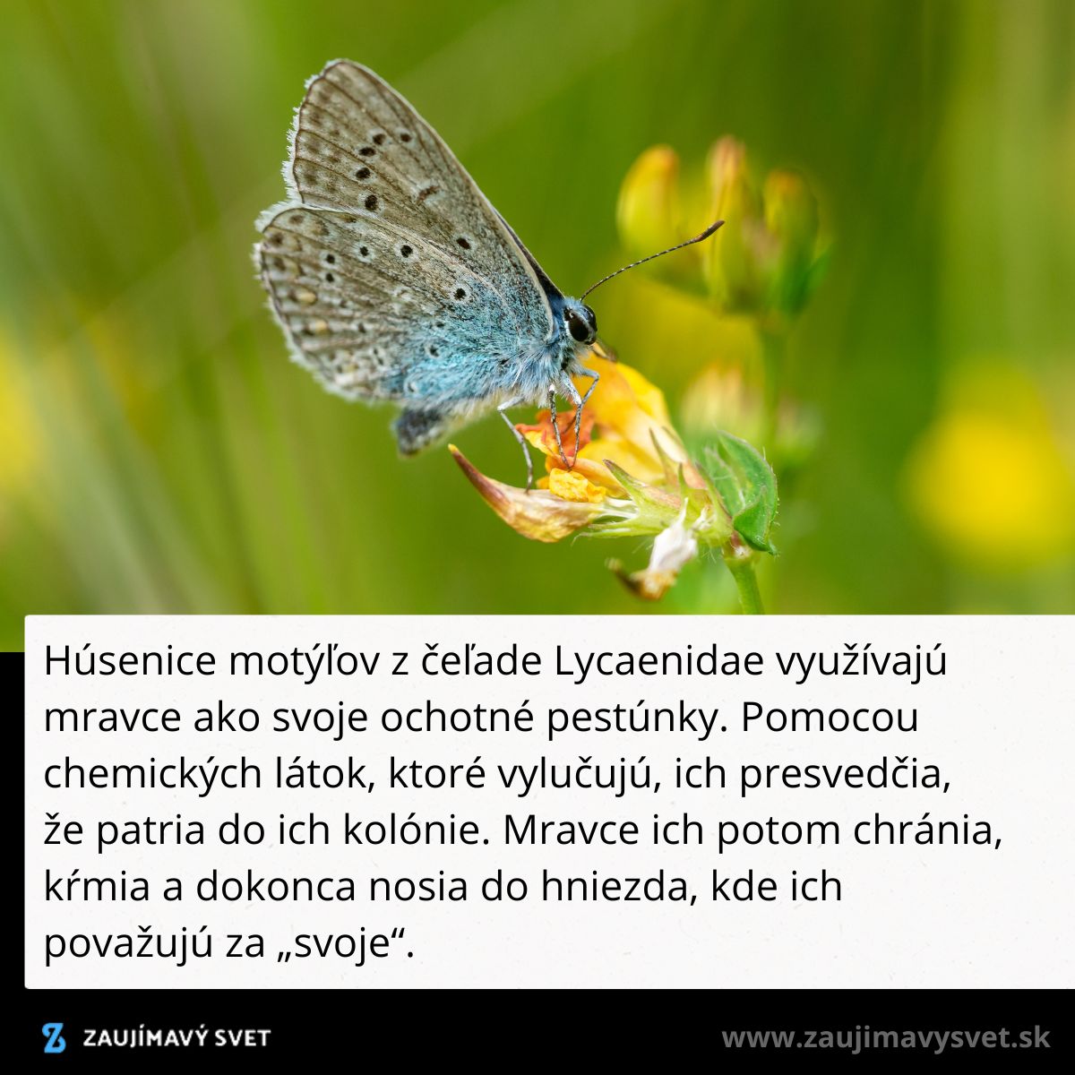 Motýľ na kvete: Lycaenidae. Mravce pomáhajú starostlivosťou, klamú chemikáliami, že patrí do ich kolónie.
