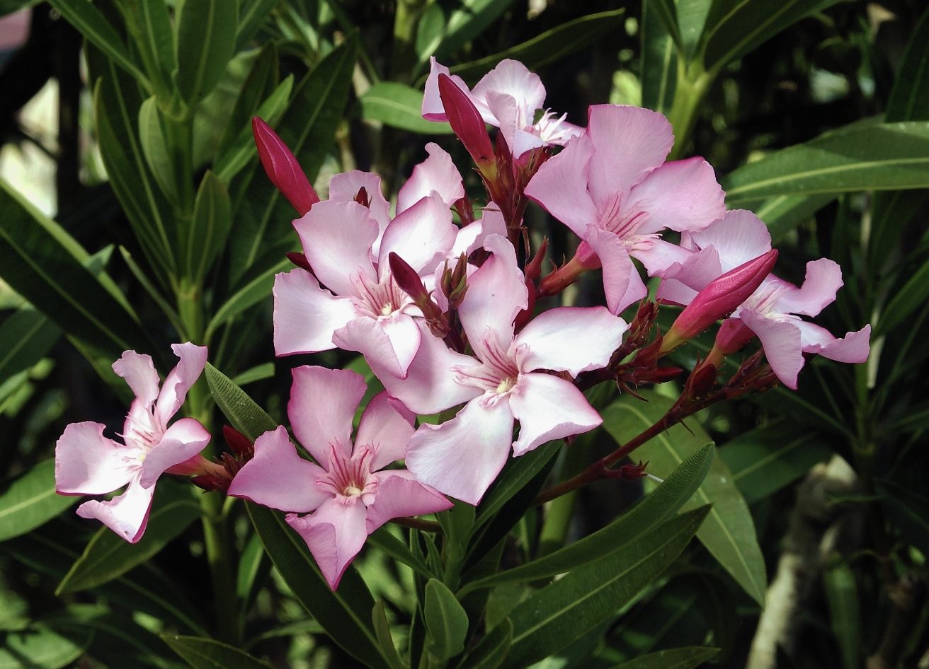 Ružovo-kvitnúci oleander na tmavozelenom pozadí, detail kvetov v záhrade.