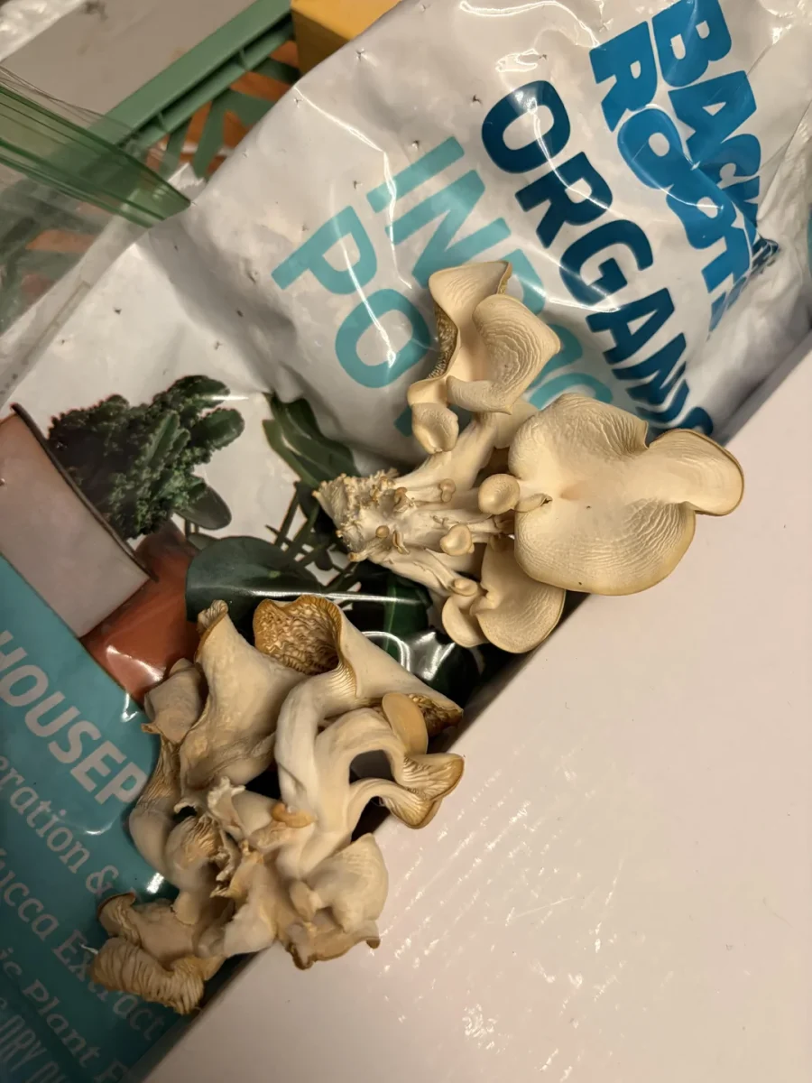Čerstvé huby vedľa balenia organickej zeminy, pripravené na pestovanie.