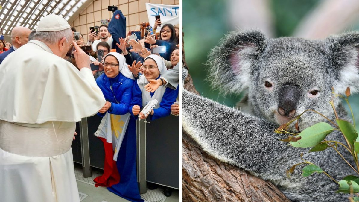 Skupina ľudí sa fotí s mužom v bielom rúchu; vedľa koala na strome odpočíva medzi listami.