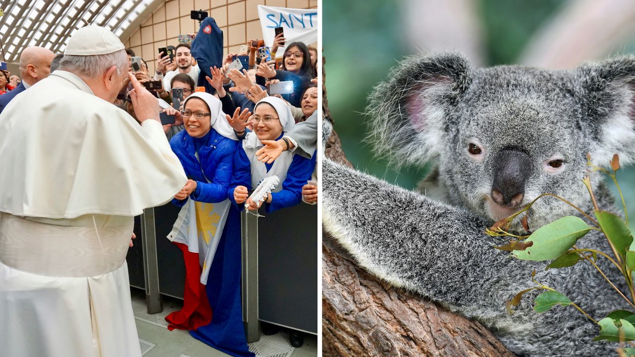 Skupina ľudí sa fotí s mužom v bielom rúchu; vedľa koala na strome odpočíva medzi listami.