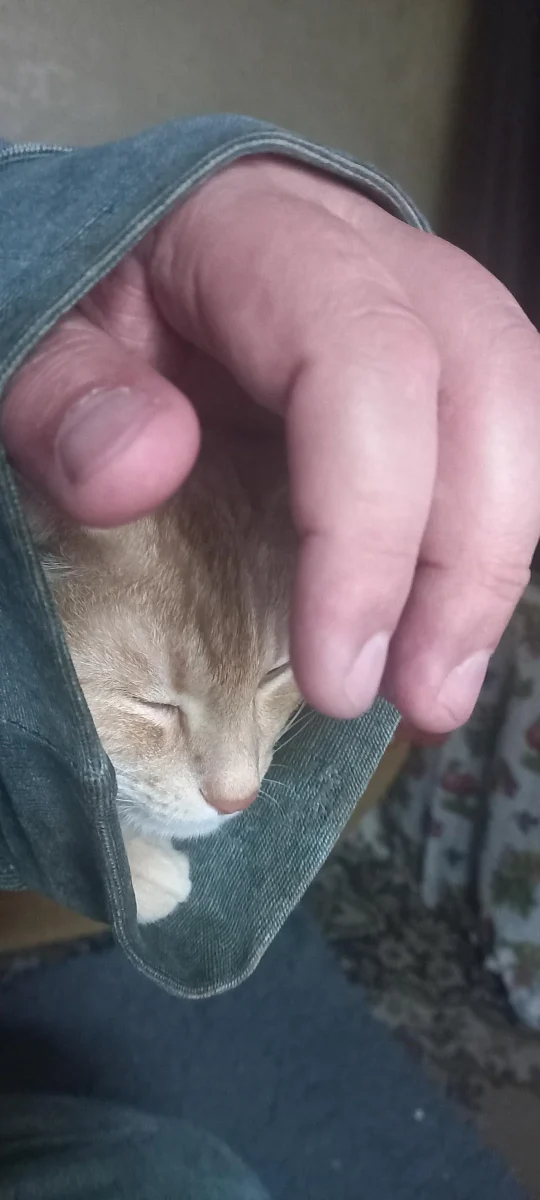 Spiaca mačka v kapsičke bundy, jemne prikrytá rukou.