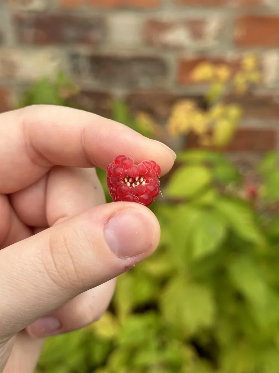 Ruka drží červenú malinu na pozadí rozmazaných zelených listov a tehlového múru.