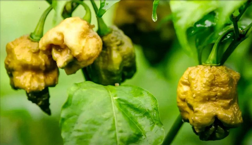 Žlté papričky Carolina Reaper na stonke, pripravené na zber, s čerstvými zelenými listami v pozadí.