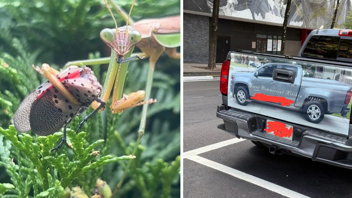 Bližší pohľad na kudlanku, ktorá chytá chrobáka vedľa auta s ilúziou nákladného priestoru.