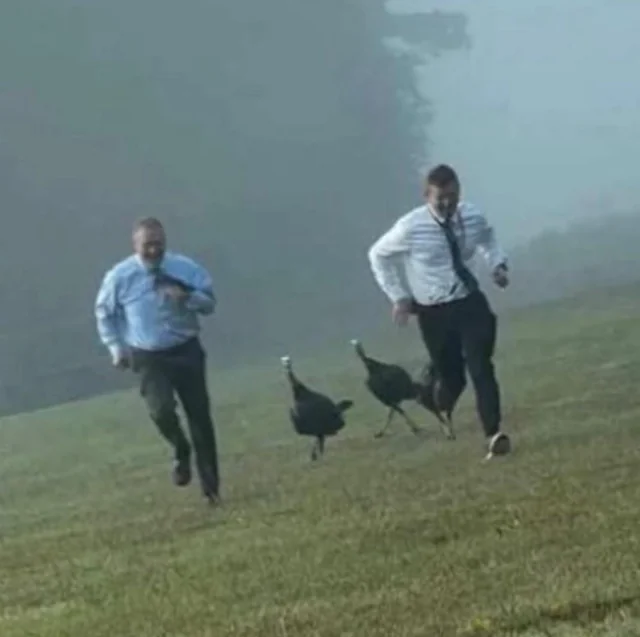 Muži v oblekoch bežia po lúke pred nahnevanými moriakmi v hmle.