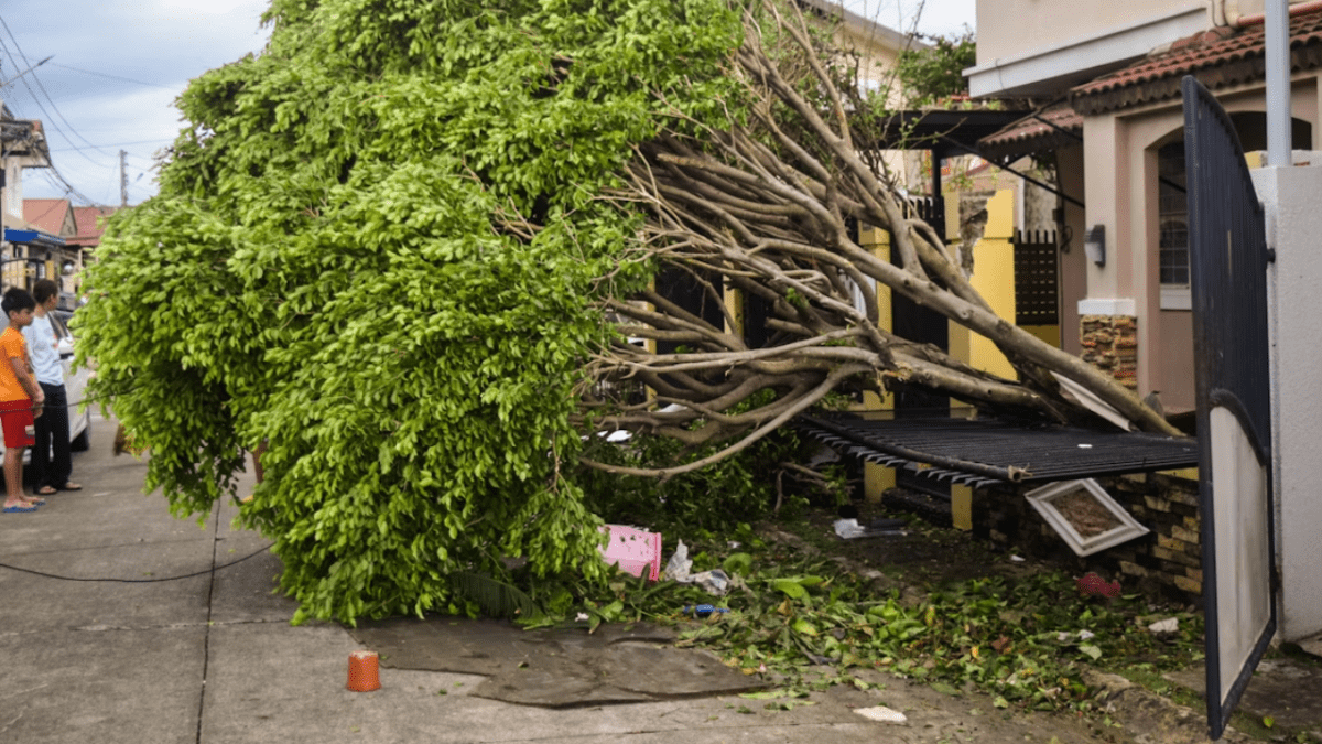 Spadnutý strom na plot v ulici po búrke, pozerajúci sa ľudia, poškodený majetok.