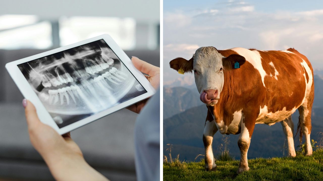 Tablet s röntgenom zubov vedľa hnedo-bielej kravy na horskej lúke.