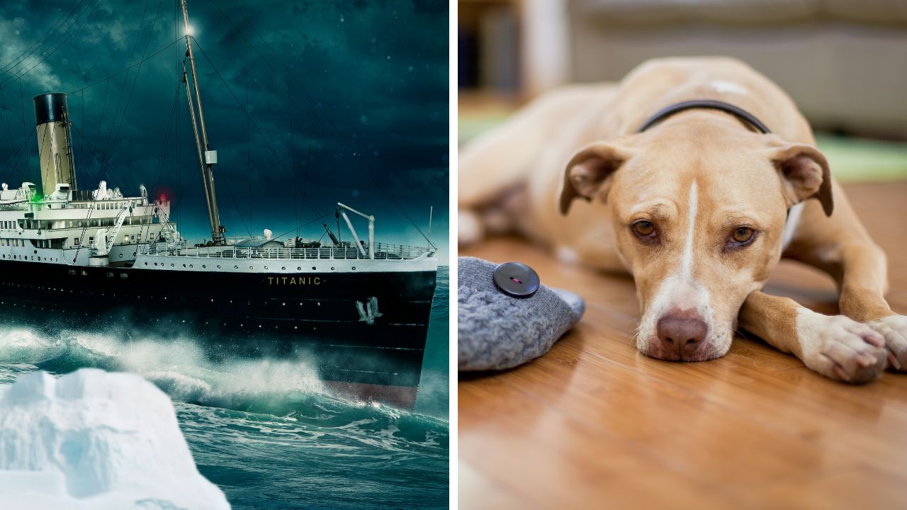 Na obrázku je Titanic na mori a pes ležiaci na drevenej podlahe vedľa hračky.