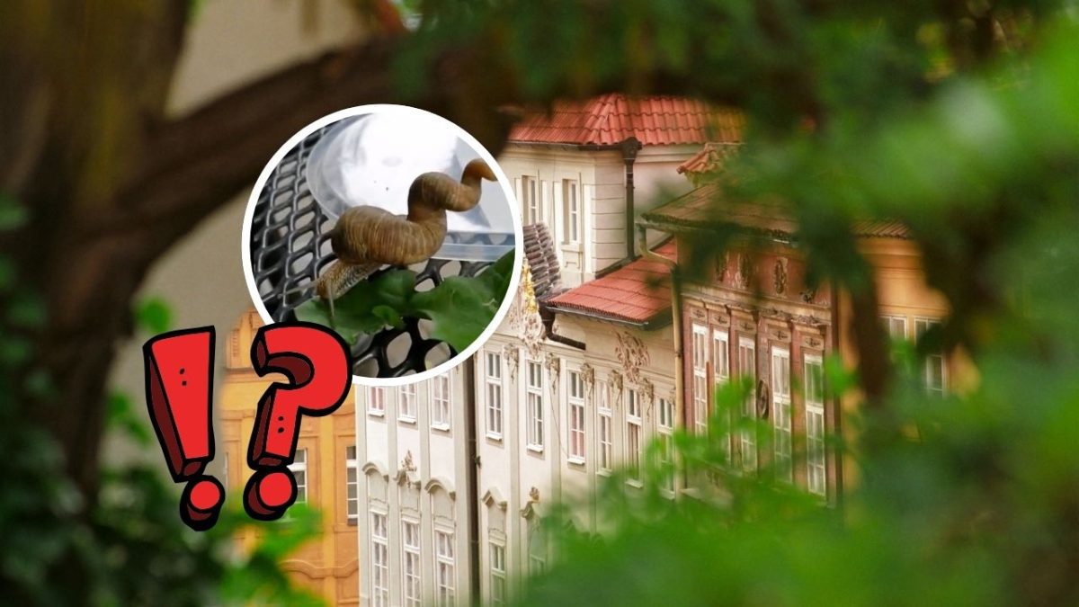 Budova s červenou strechou, zväčšené foto slimáka na stole, listy v popredí, otáznik a výkričník v grafike.