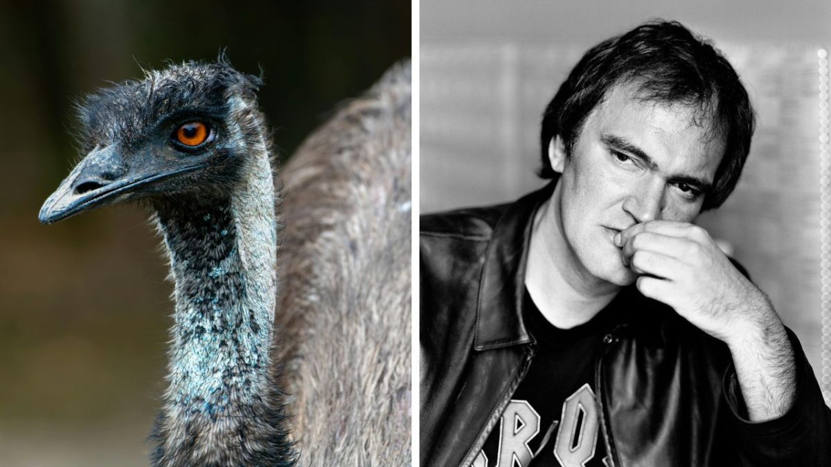 Emu vták s oranžovými očami a muž v koženej bunde v čiernobielom prevedení.