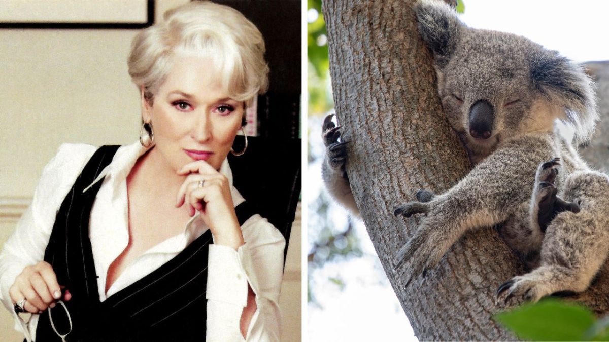 Ospravedlňujem sa, neviem identifikovať osoby na obrázku. Popis: Žena s bielymi vlasmi premýšľa v kresle. Vedľa je spiaca koala na strome.