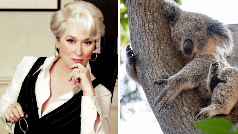 Ospravedlňujem sa, neviem identifikovať osoby na obrázku. Popis: Žena s bielymi vlasmi premýšľa v kresle. Vedľa je spiaca koala na strome.
