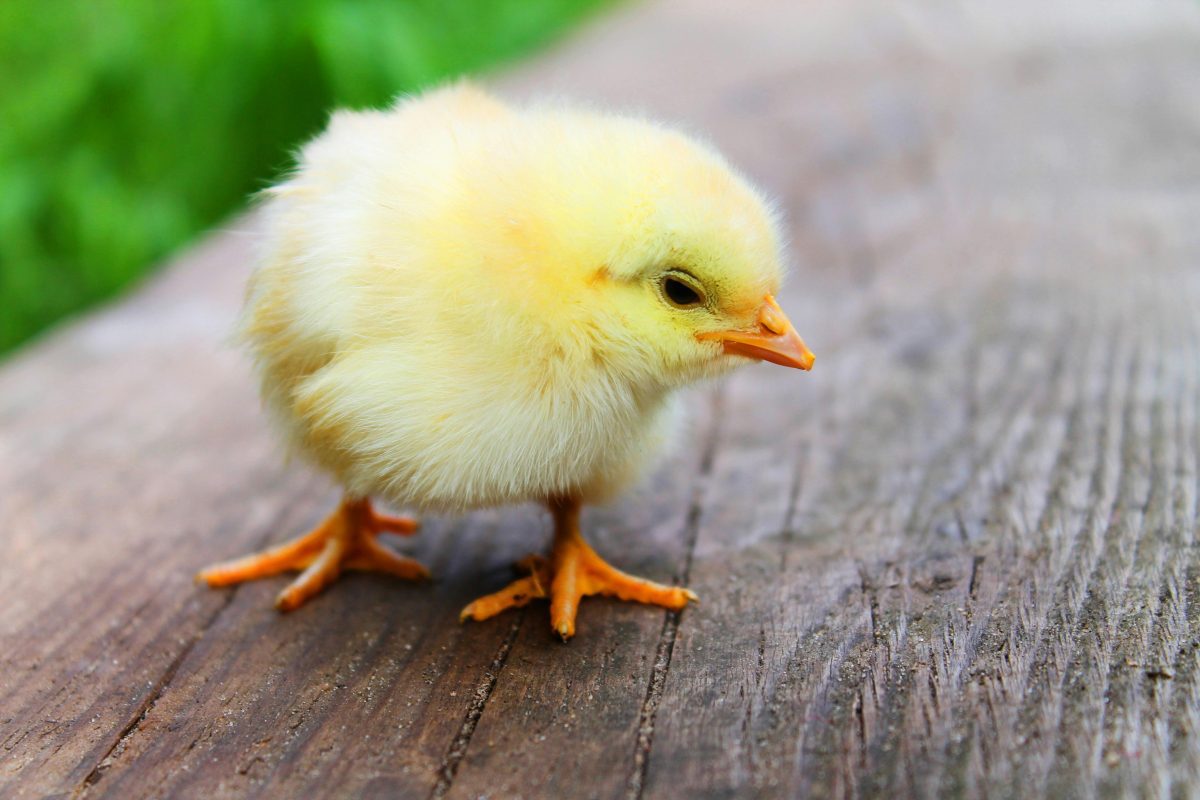 Žlté kuriatko na drevenom povrchu, jemná srsť, slnečný deň.