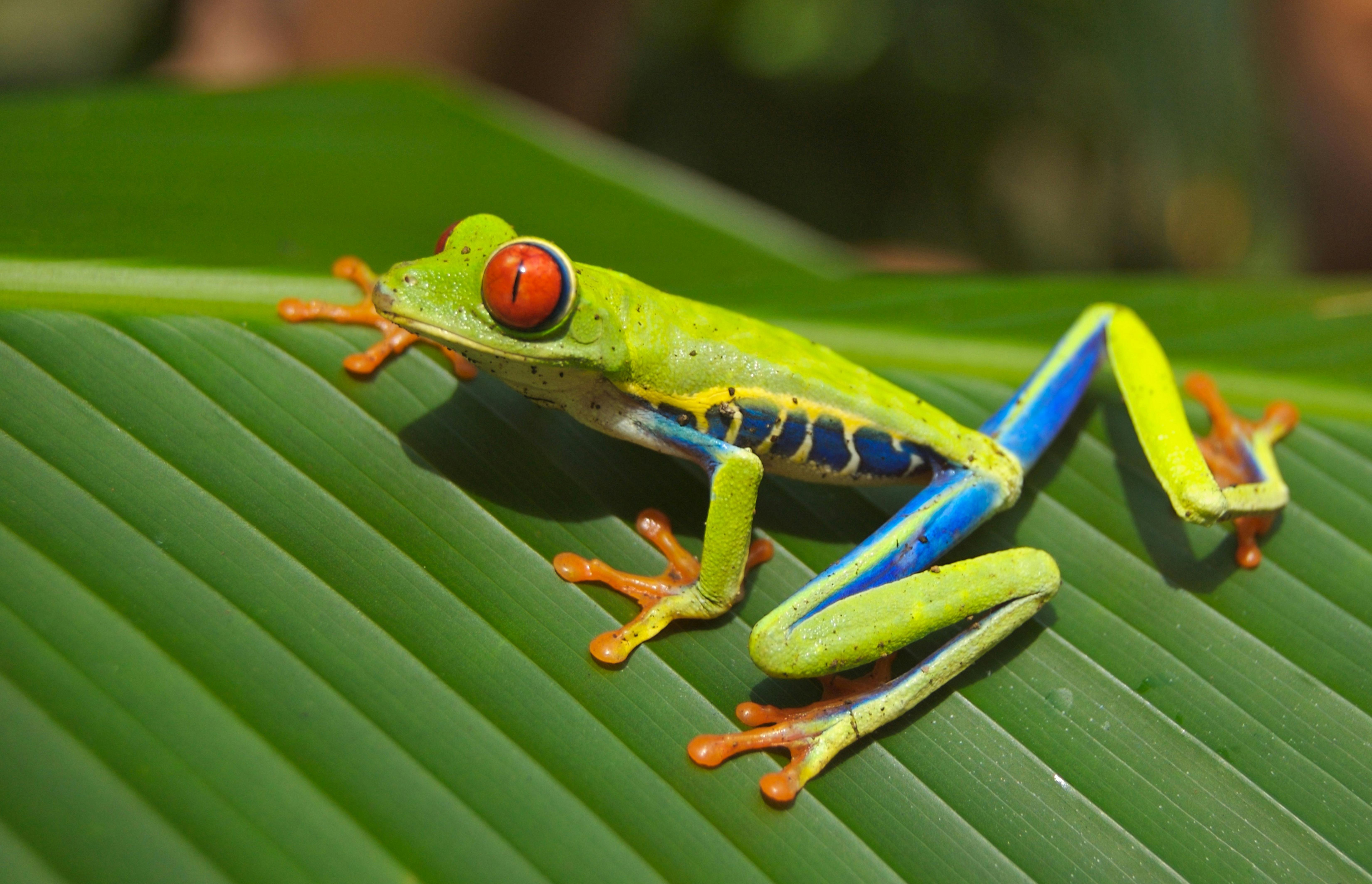 Jasne zelená žaba s červenými očami na liste v tropickom prostredí.