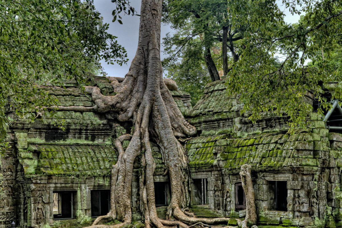 Starobylý chrám pokrytý machom a gigantickým stromom splývajúc s prírodou v tropickej džungli.