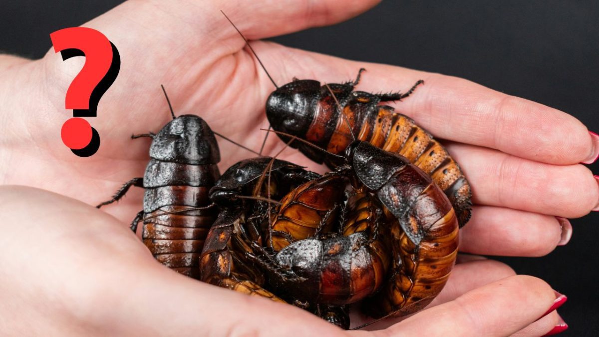 Ručne držané šváby na čiernom pozadí s otáznikom v červenej farbe vedľa.