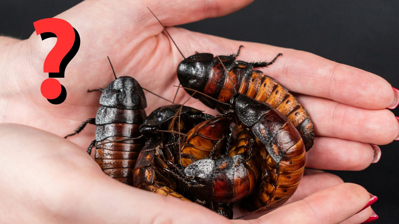 Ručne držané šváby na čiernom pozadí s otáznikom v červenej farbe vedľa.
