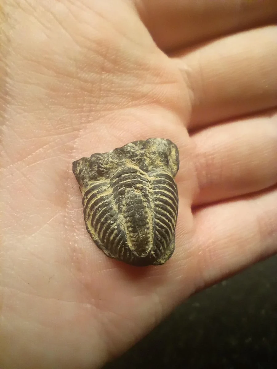 Fosília trilobita na otvorenej dlani človeka, detailné zobrazenie starobylého morského článkonožca.