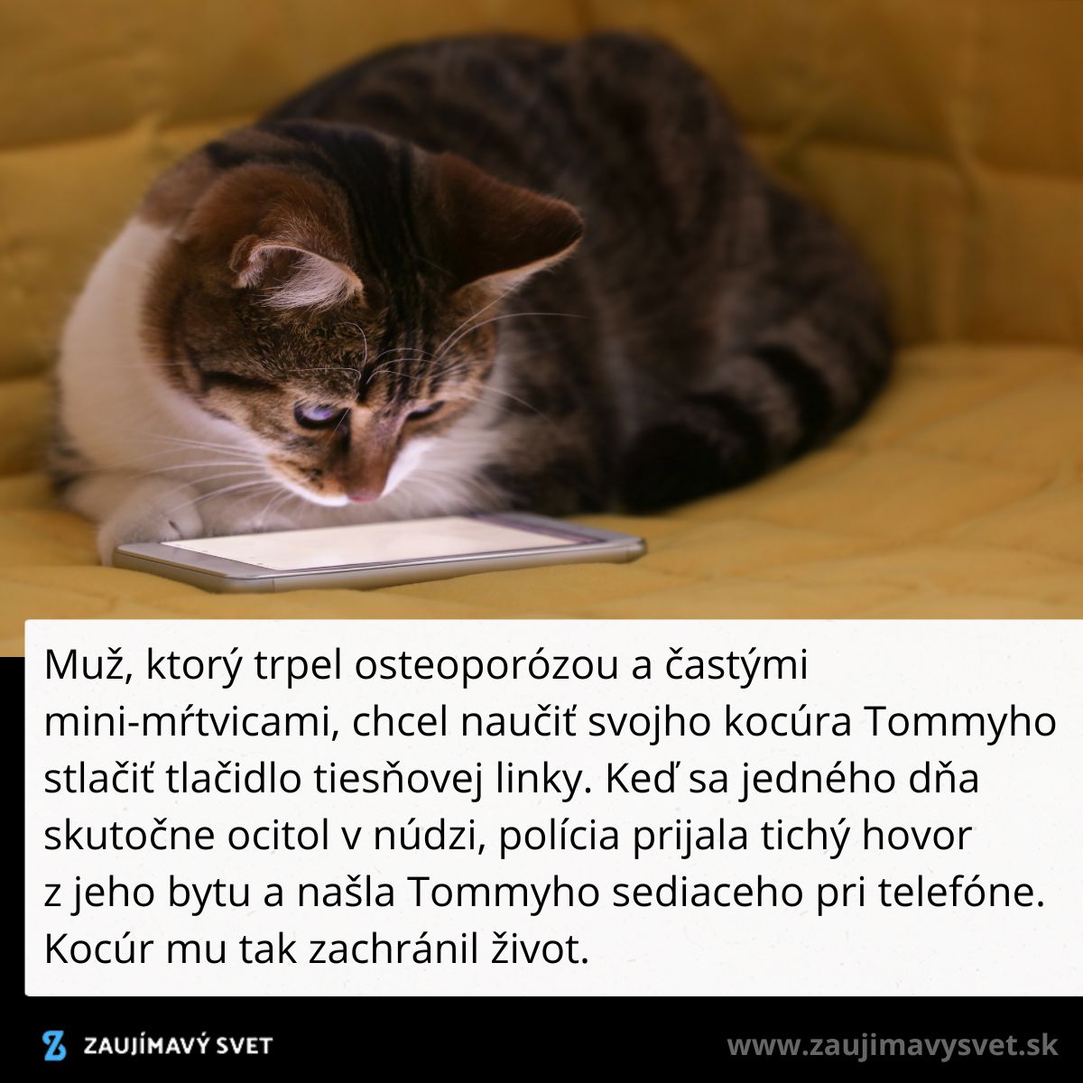 Kocúr pred obrazovkou s textom o jeho hrdinskom čine, keď zachránil majiteľa volaním tiesňovej linky.