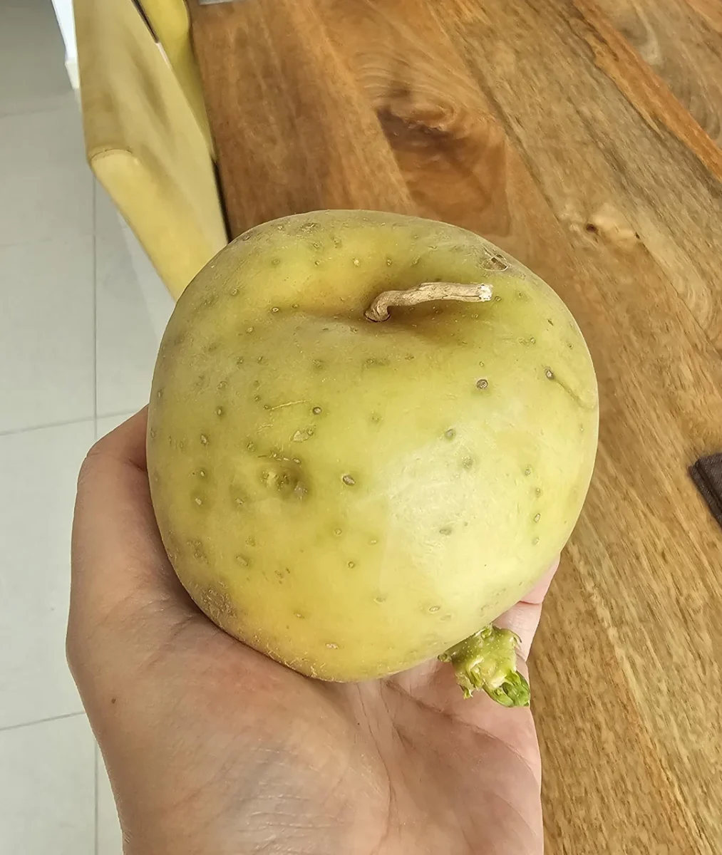 Veľký, svetlozelený zemiak v ruke na drevenom stole, s klíčkom pripraveným na sadenie.