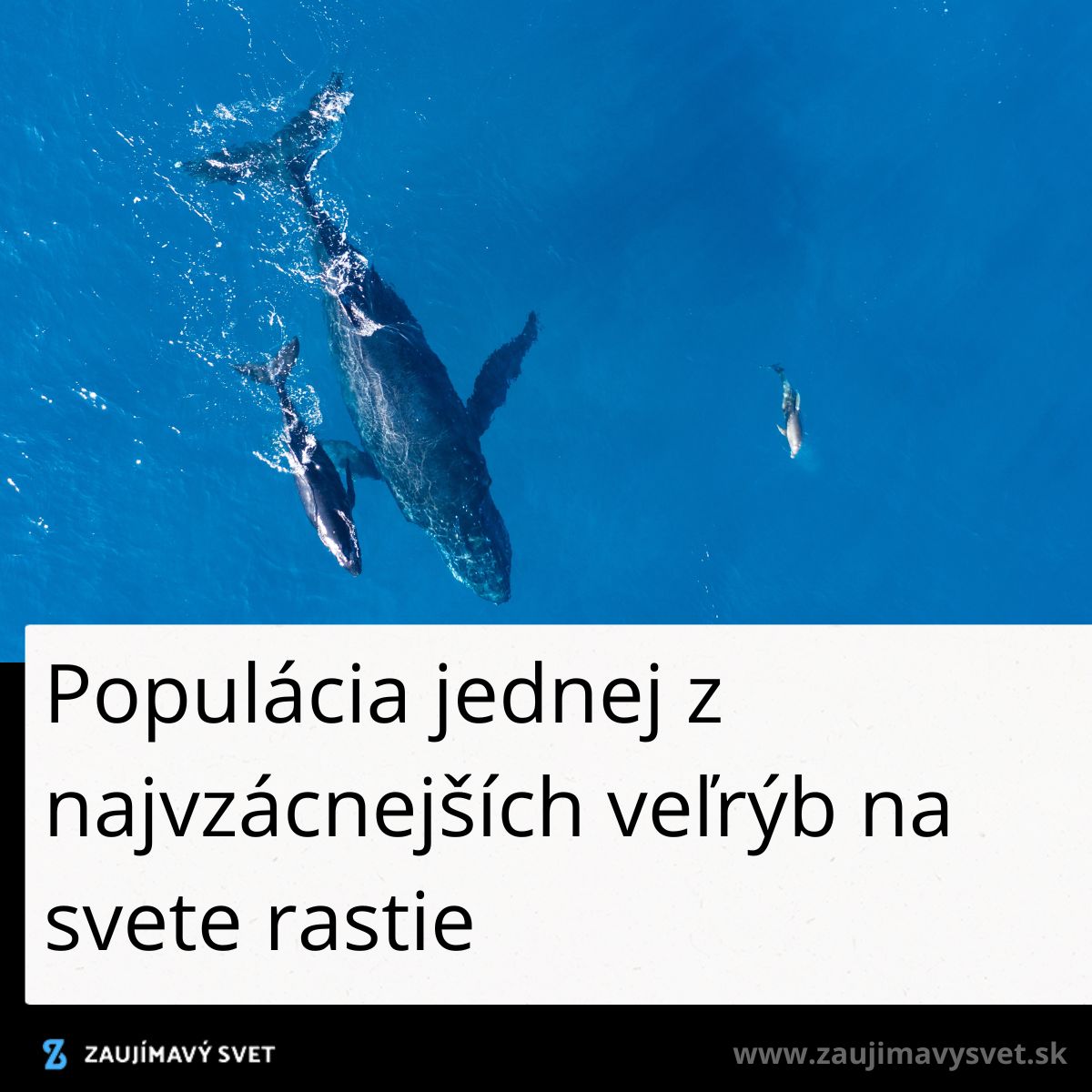 Vzdušný pohľad na plávajúcu veľrybu s mláďatami v čistej modrej vode oceánu.