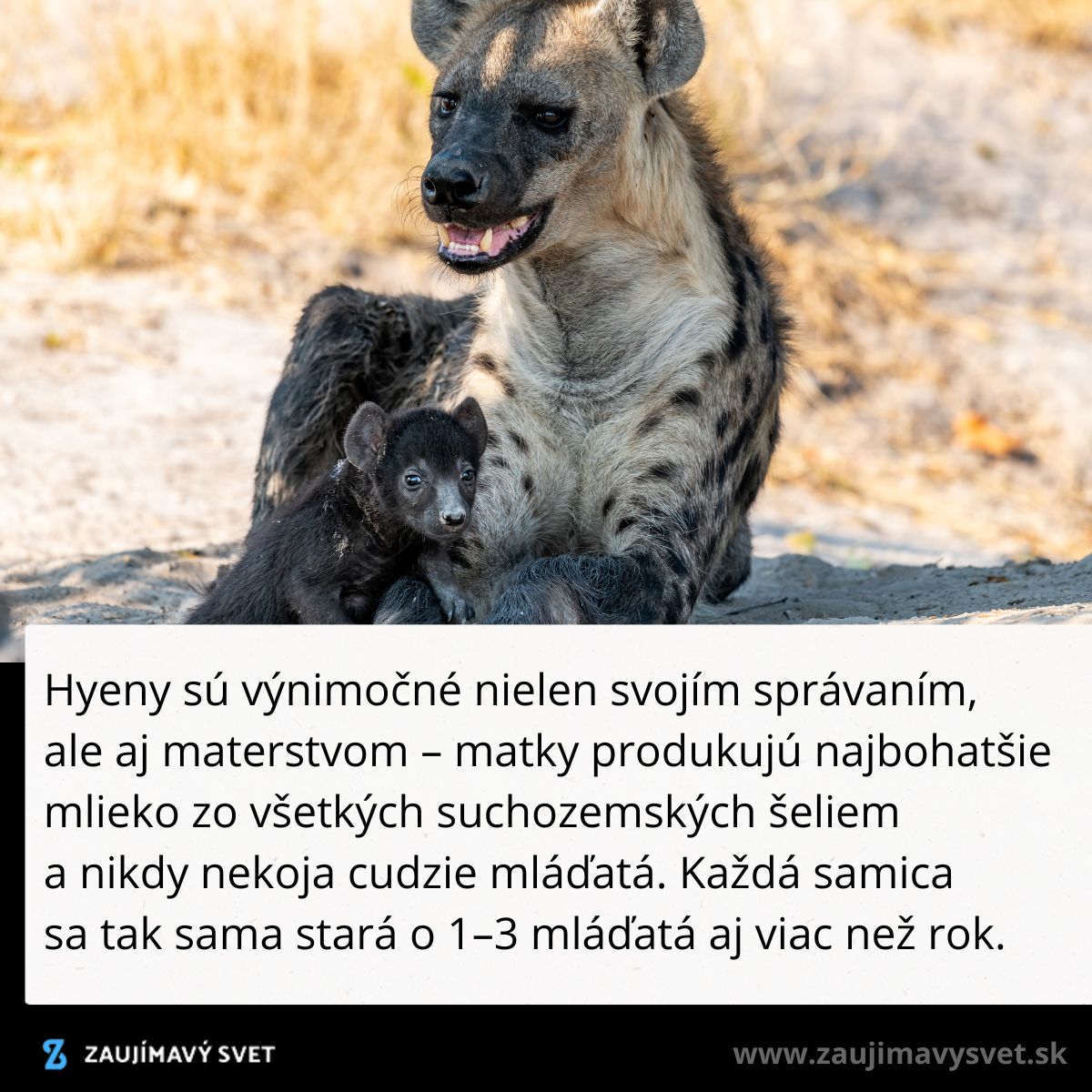 Hyena s mláďaťom v prírode, text o výnimočnom materstve a bohatej výžive mláďat.