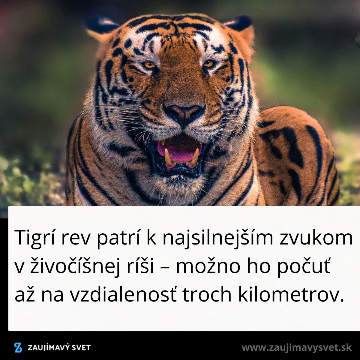 Tigrí rev v divokej prírode je počuť až na tri kilometre, patrí k najsilnejším zvukom medzi zvieratami.
