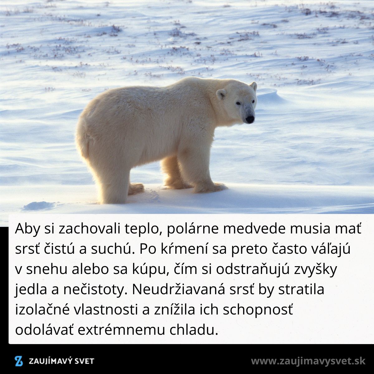 Polárny medveď stojí na snehu, upravuje si srsť pre zachovanie tepla a ochranu pred extrémnym chladom.