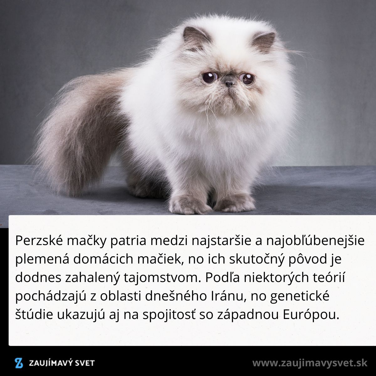 Perzská mačka s hustou srsťou a veľkými očami pózuje na šedom pozadí.