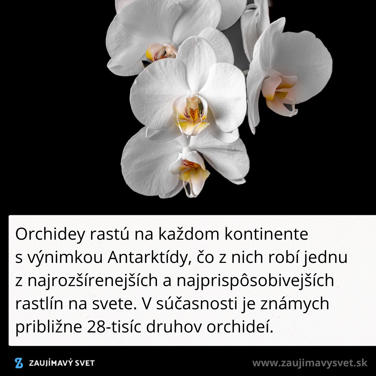 Biele orchidey na čiernom pozadí, text informuje o ich rozsiahlom rozšírení a počte druhov po celom svete.