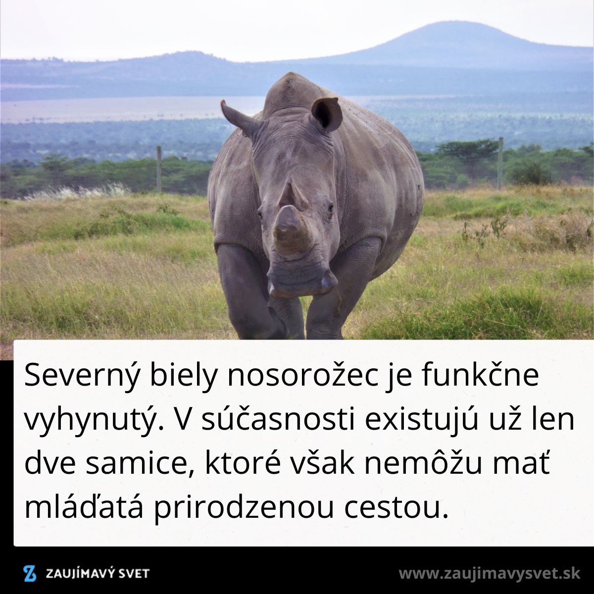 Severný biely nosorožec vo voľnej prírode, ohrozený druh, ktorým zostali len dve samice bez možnosti prirodzeného rozmnožovania.