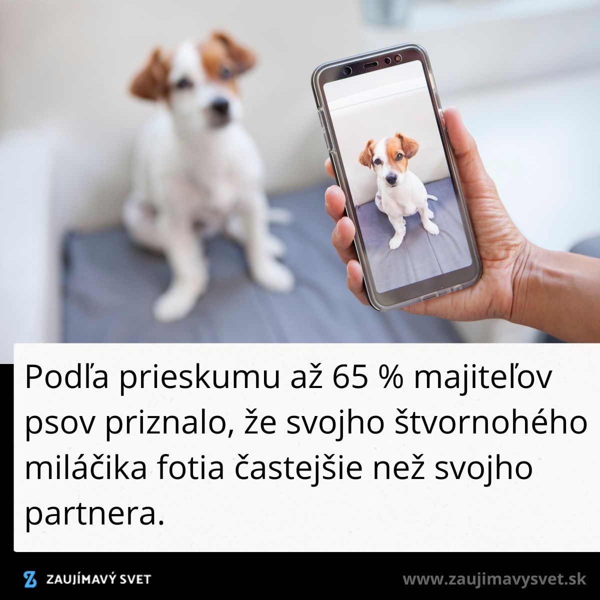 Majiteľ fotí psa na mobile, prieskum: 65 % ich fotí častejšie než partnerov.