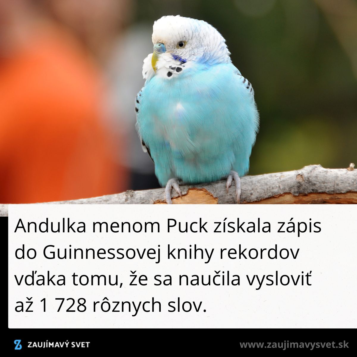 Andulka na konári s Guinnessovým rekordom za naučenie 1728 slov, svetlý modro-biely operenec.