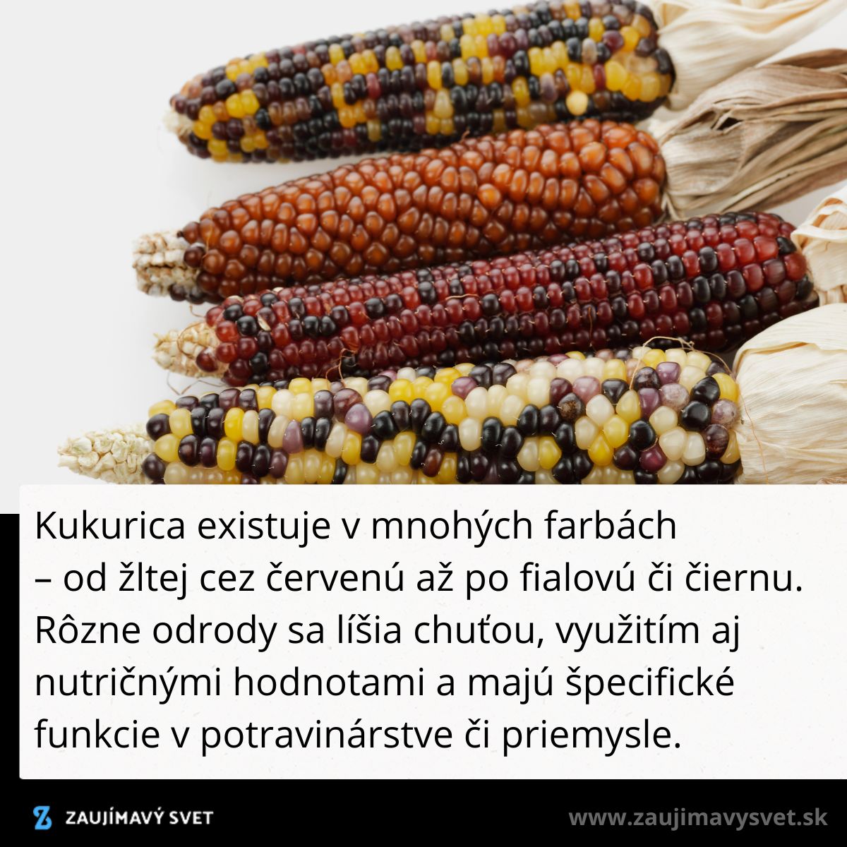 Rôznofarebné klásky kukurice na bielom pozadí predstavujú pestrosť odrôd a ich využitie v potravinárstve.