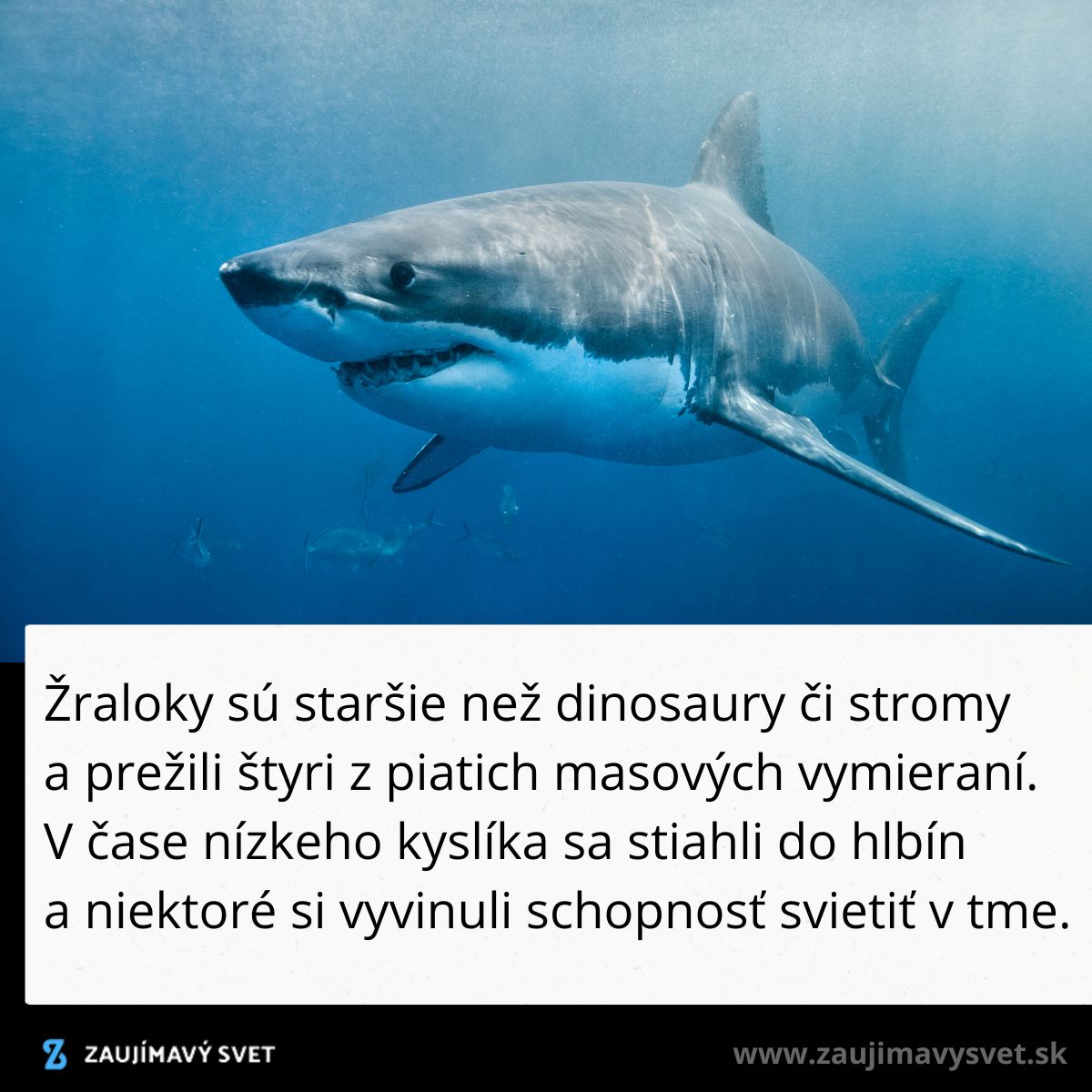 Žralok pláva vo vode; starší ako dinosaury, prežili veľké vymierania. Tieto fascinujúce tvory obývajú oceány milióny rokov.