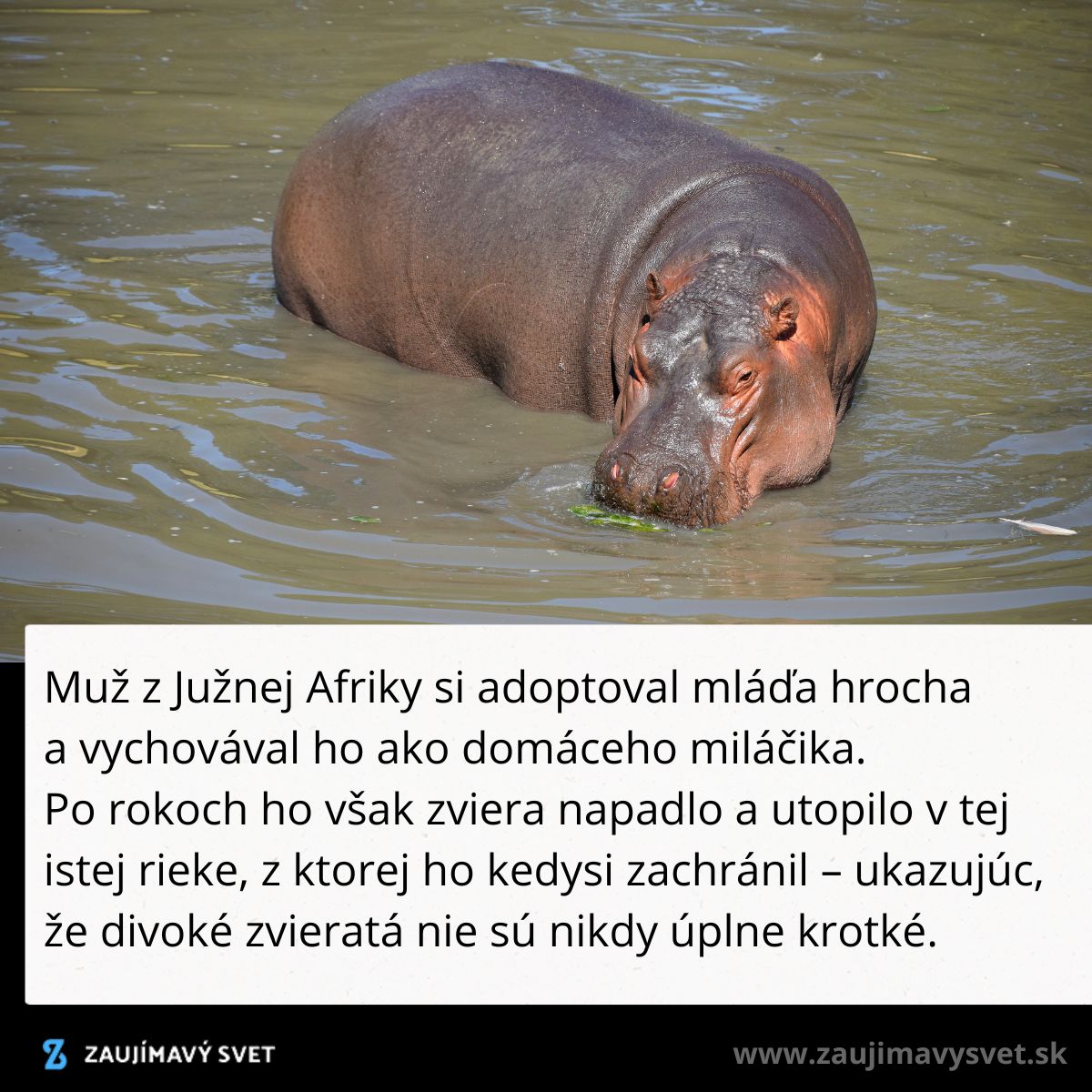 Vo vode leží hroch; upozorňuje na nevyspytateľnosť divokých zvierat aj keď boli vychovávané ako domáce miláčiky.