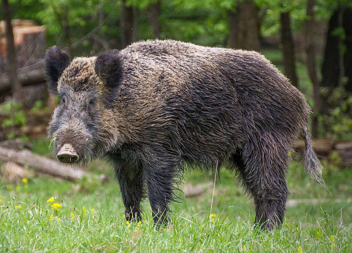 Diviak v lese na zelenej lúke s kvetmi, zachytený zblízka.