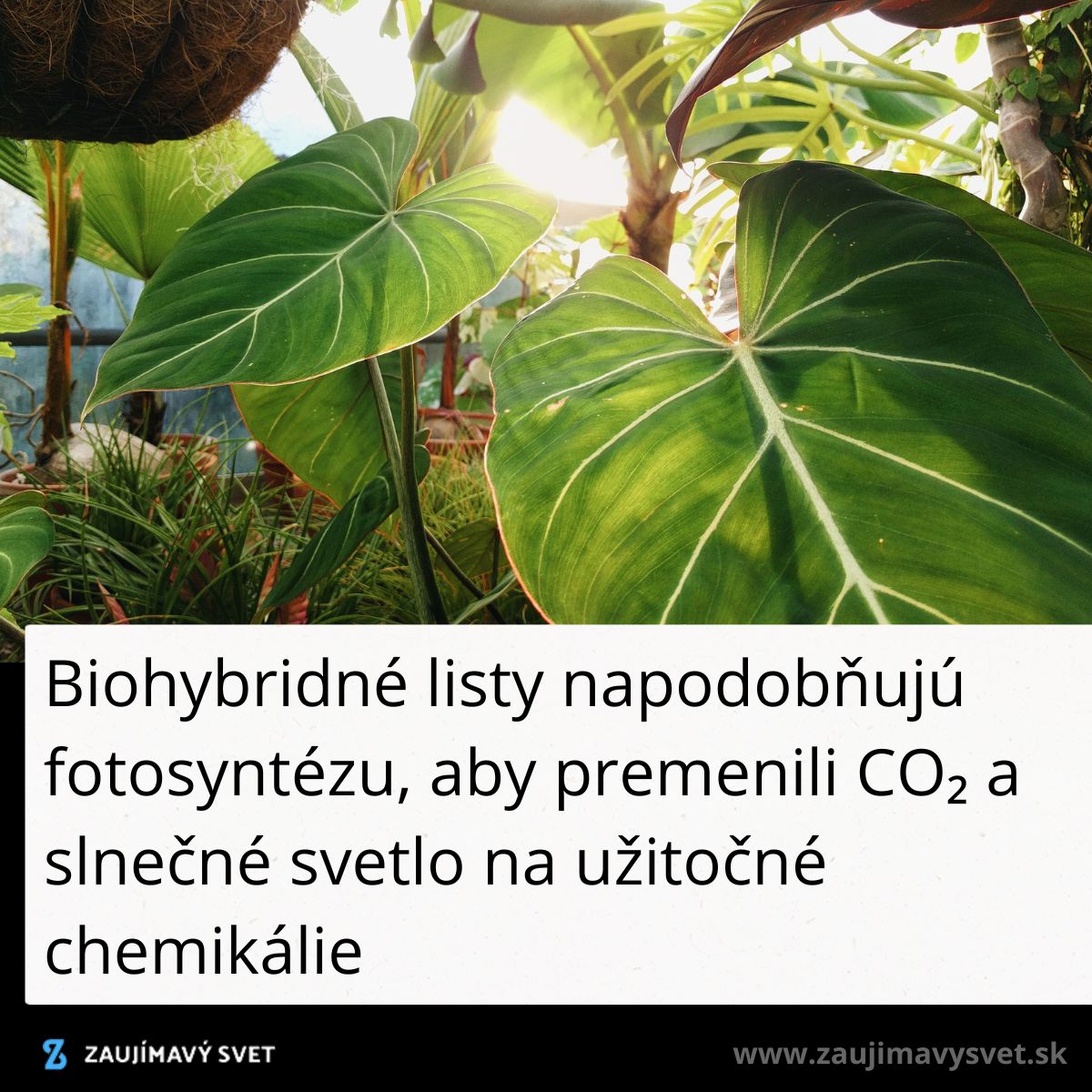 Biohybridné listy v procese fotosyntézy premieňajú CO2 a slnečné svetlo na chemikálie.