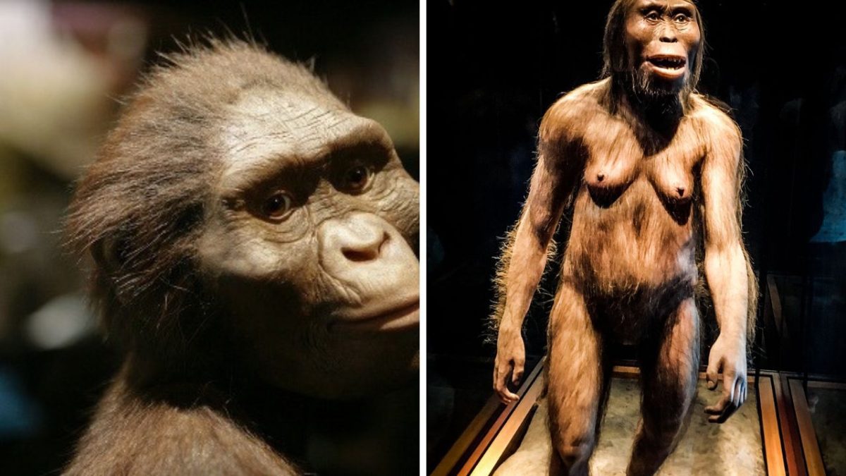 Model pravekého hominida v múzeu znázorňujúci evolúciu človeka, tvár a postava zblízka, detailný pohľad.