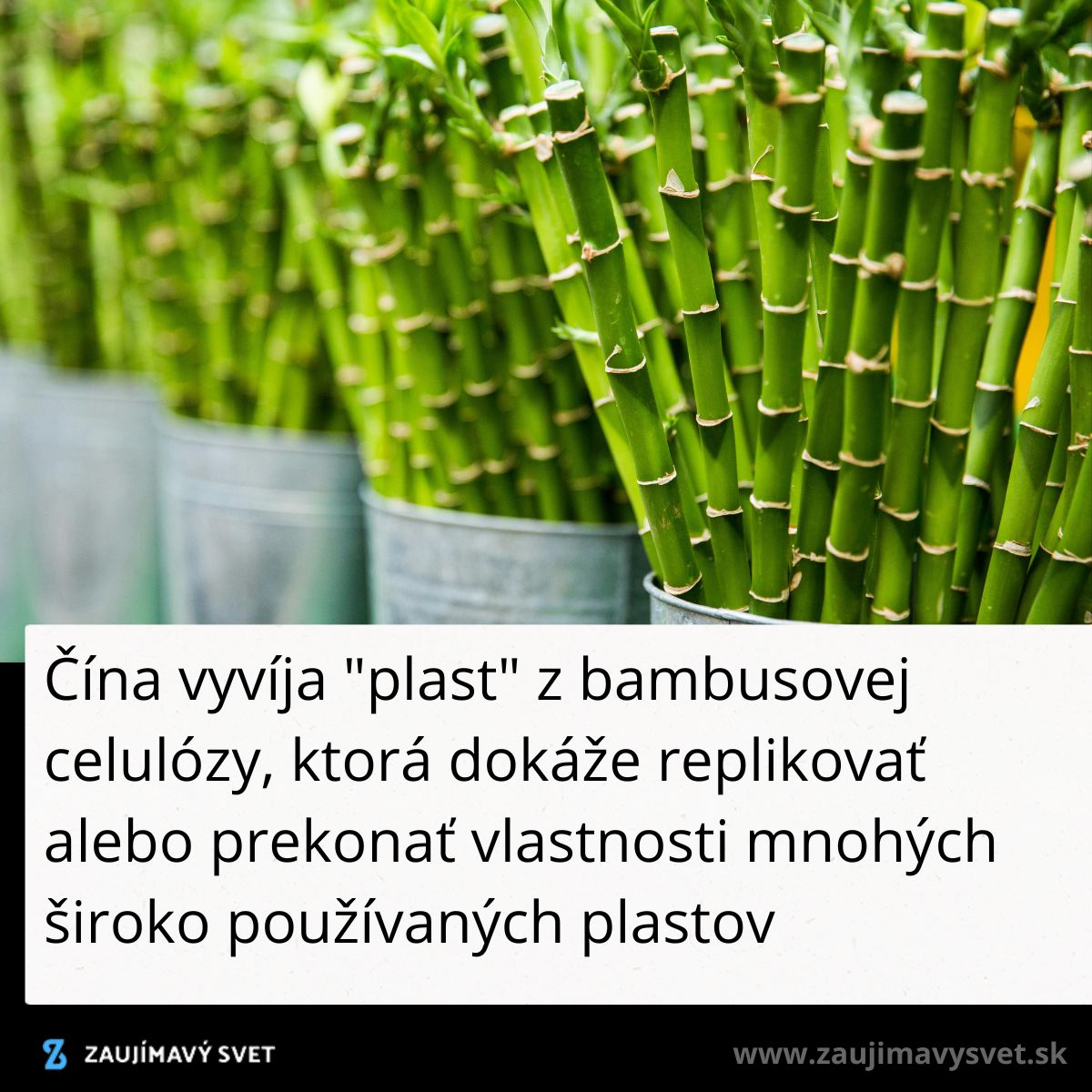 Bambusové stonky v kovových nádobách naznačujú ekologický rast a inovatívne využitie v materiálovej vede.