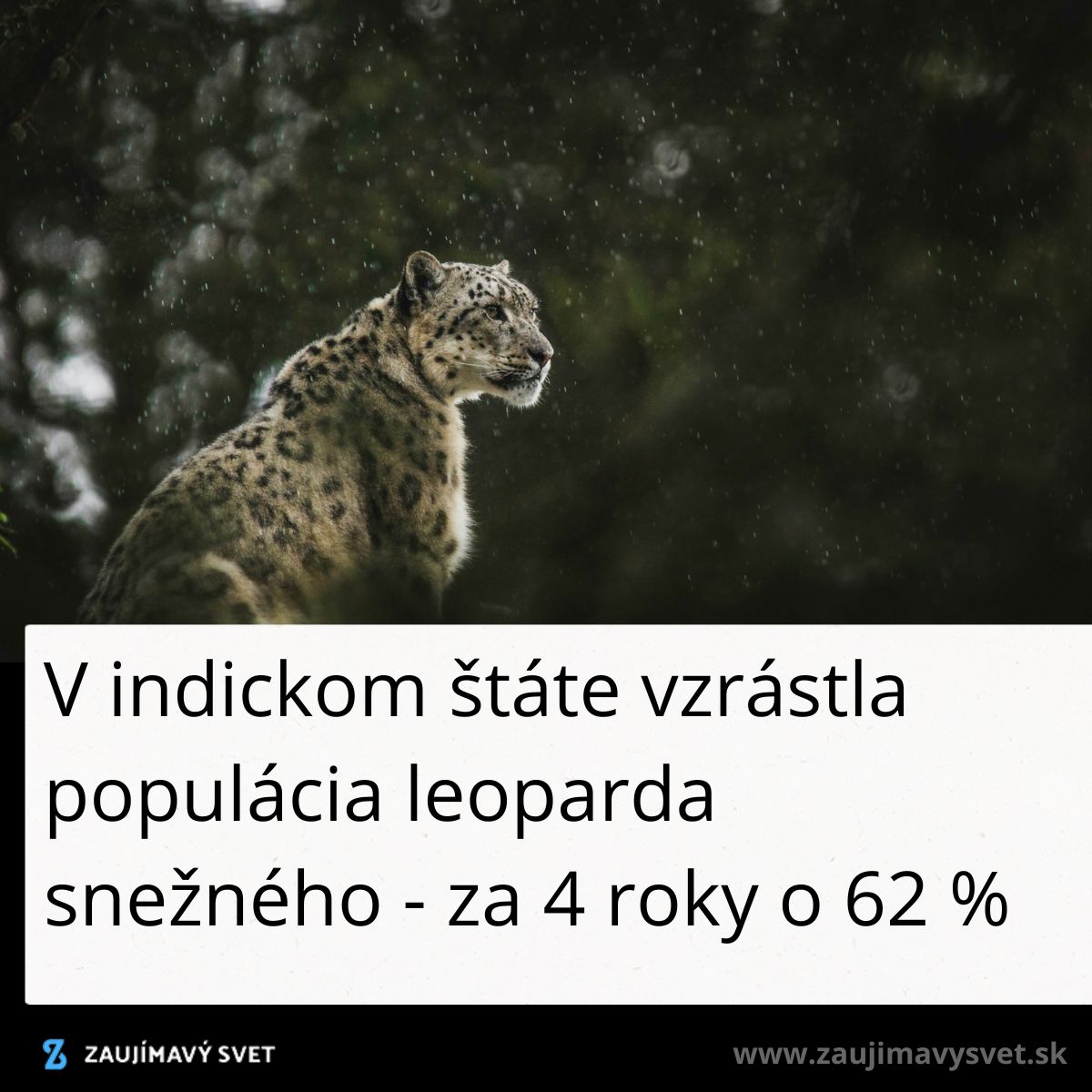 Snehový leopard v daždi na pozadí lesa, indická populácia týchto leopardov vzrástla výrazne za posledné štyri roky.